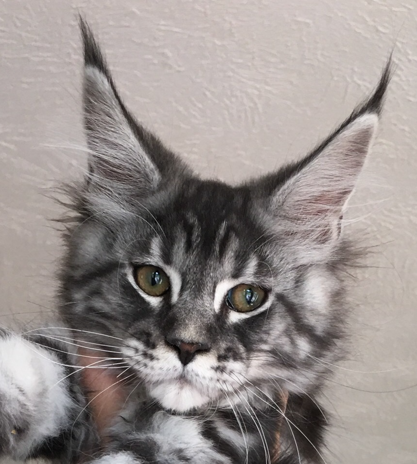 Available European Maine Coon Kittens located Washington