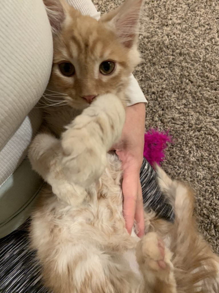 long lake maine coon