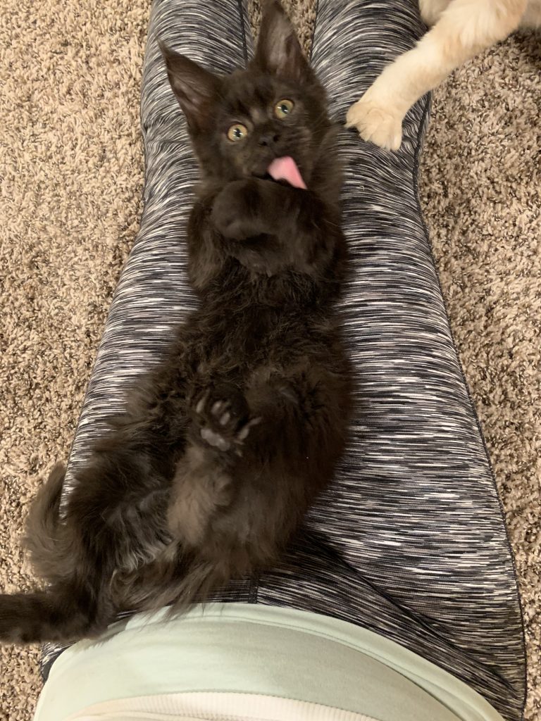 long lake maine coon
