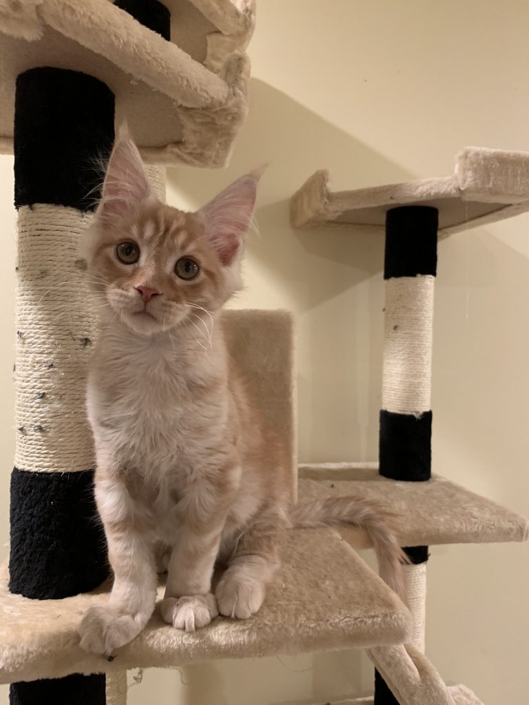 long lake maine coon