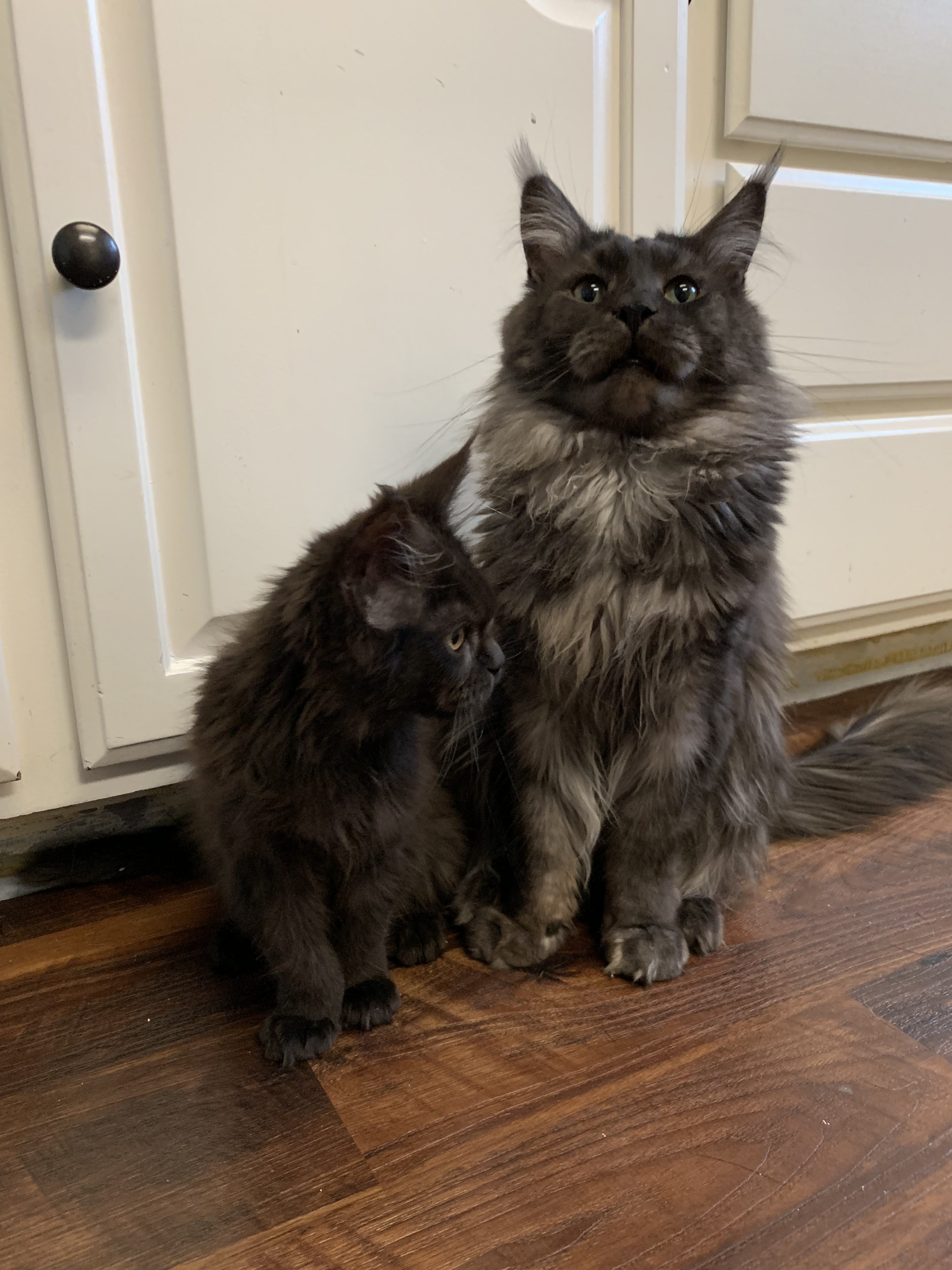 Long Lake Maine Coon