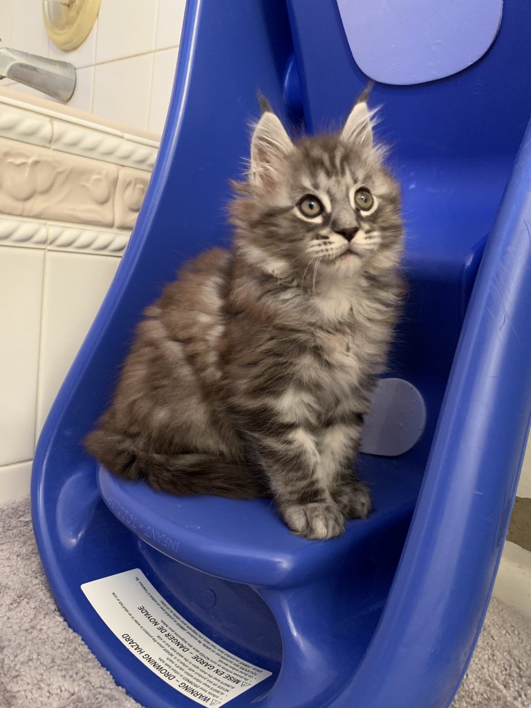 long lake maine coon