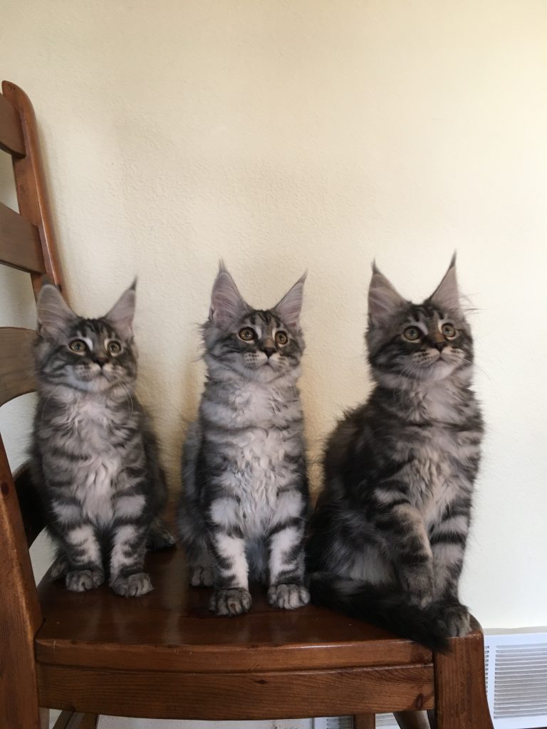 long lake maine coon