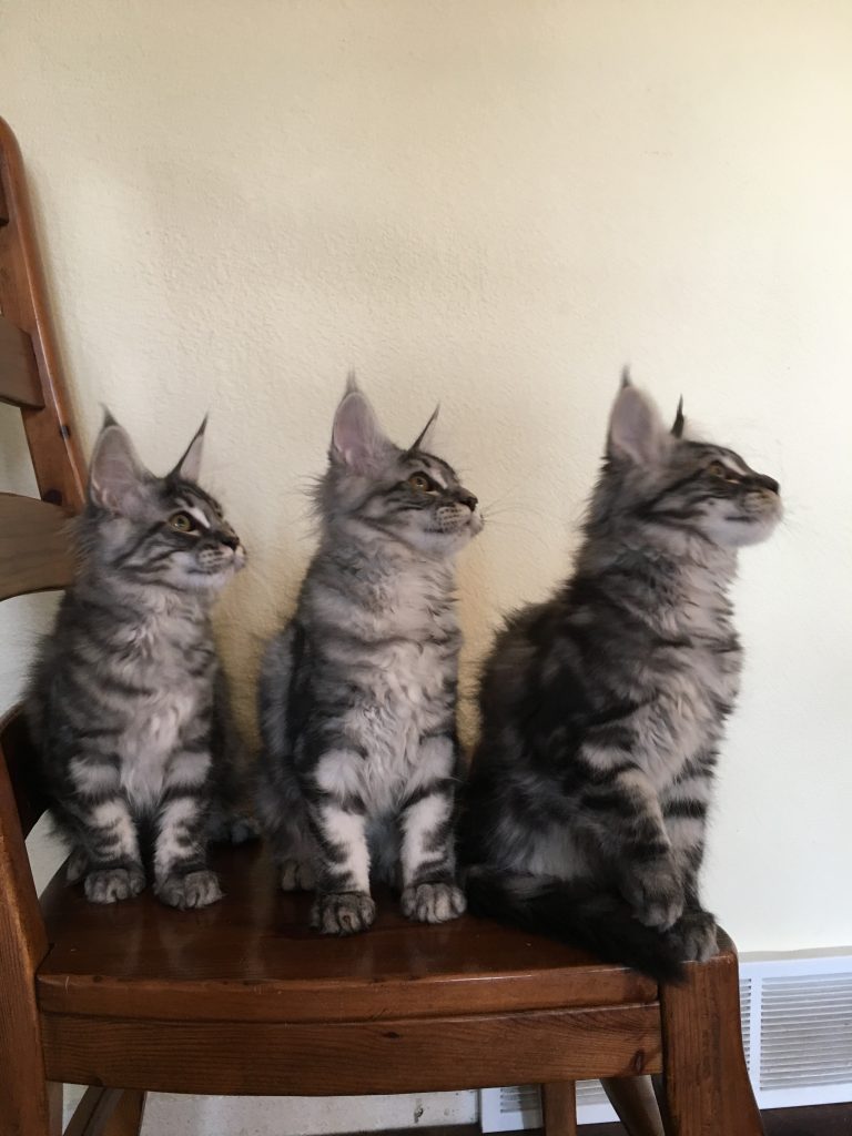 long lake maine coon