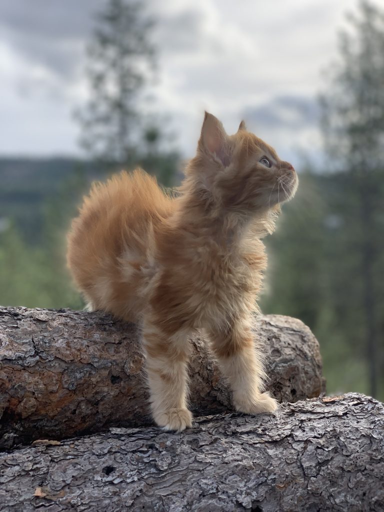 Long Lake Maine Coon