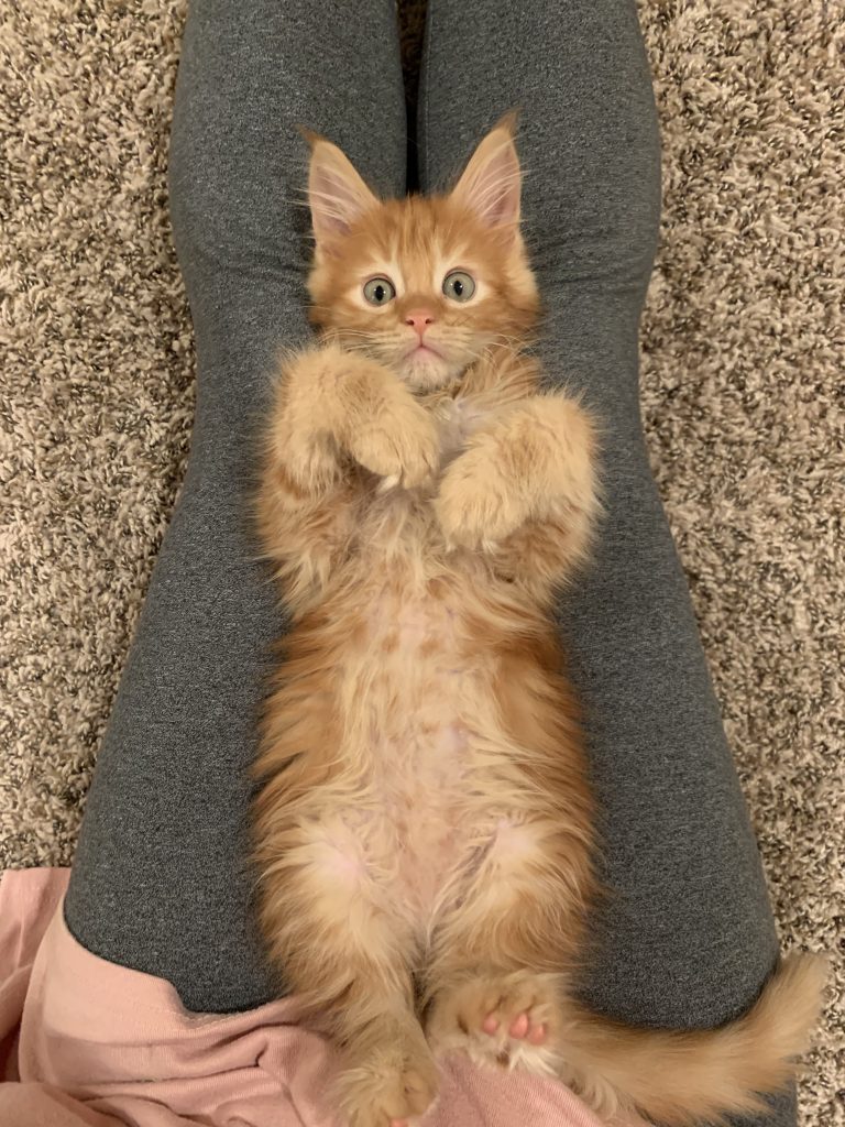 Toby Long Lake Maine Coon