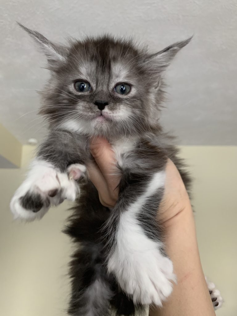 Long Lake Maine Coon