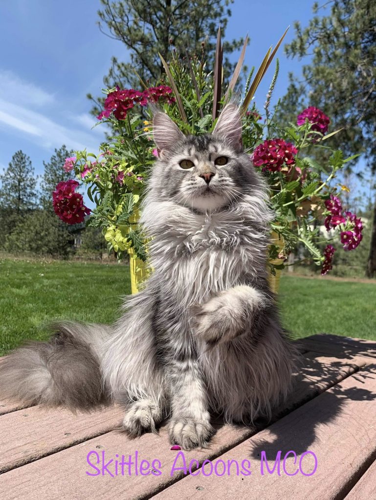 Black silver ticked tabby maine coon