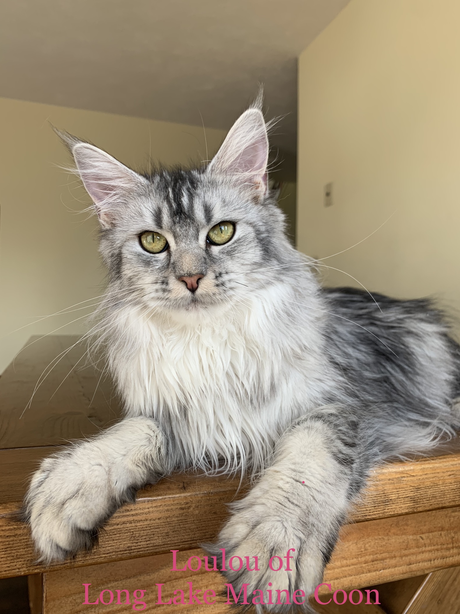 Welcome to Long Lake Maine Coon