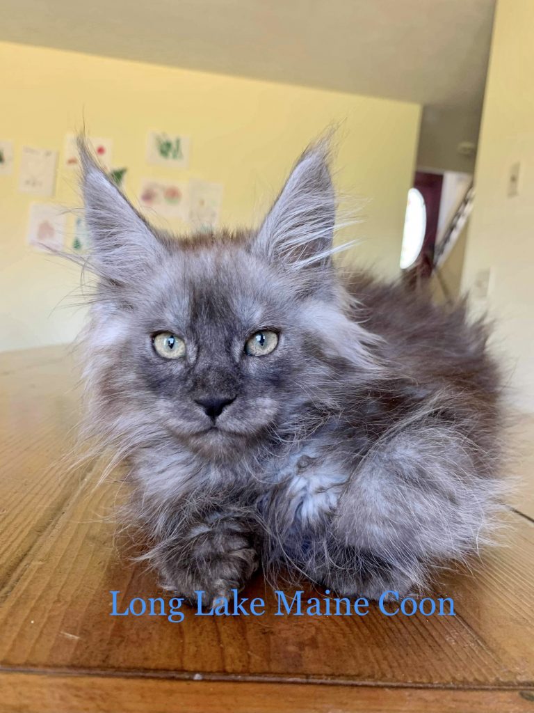 Giant Maine Coon Cats for Sale, Black Smoke Silver