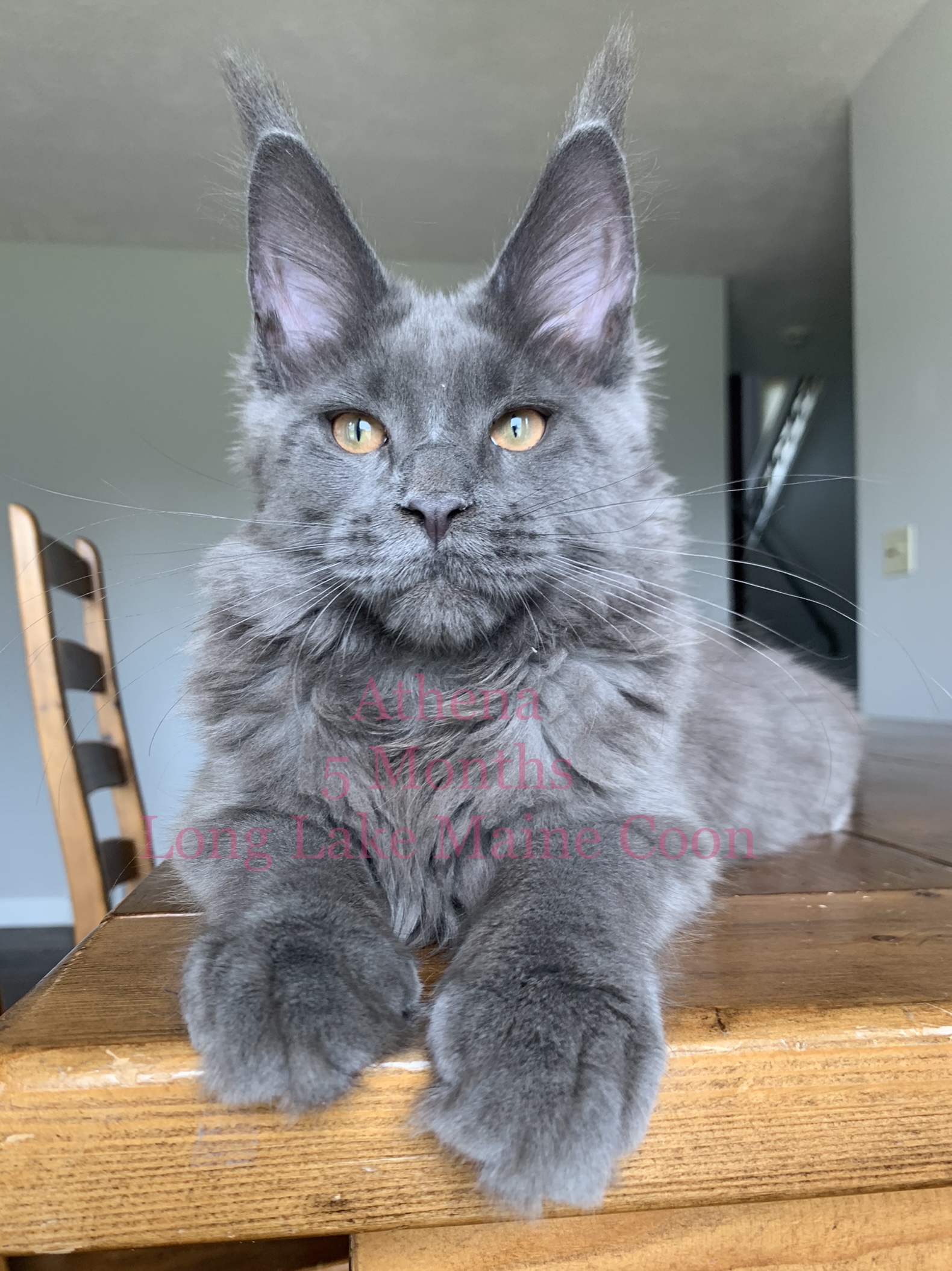 Blue Smoke Maine Coon