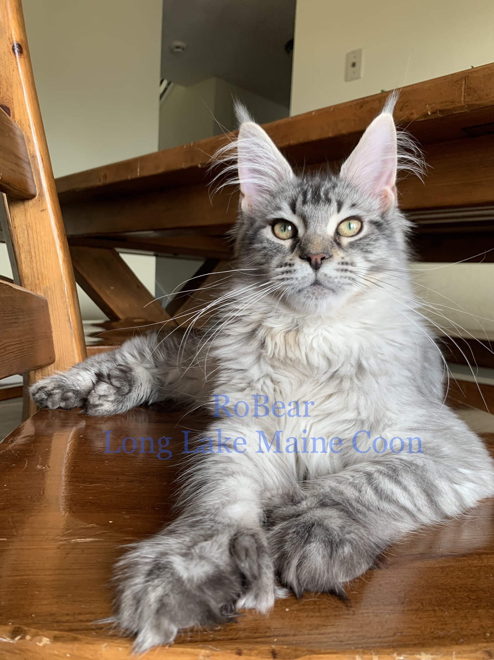 Black Silver Polydactyl Maine Coon