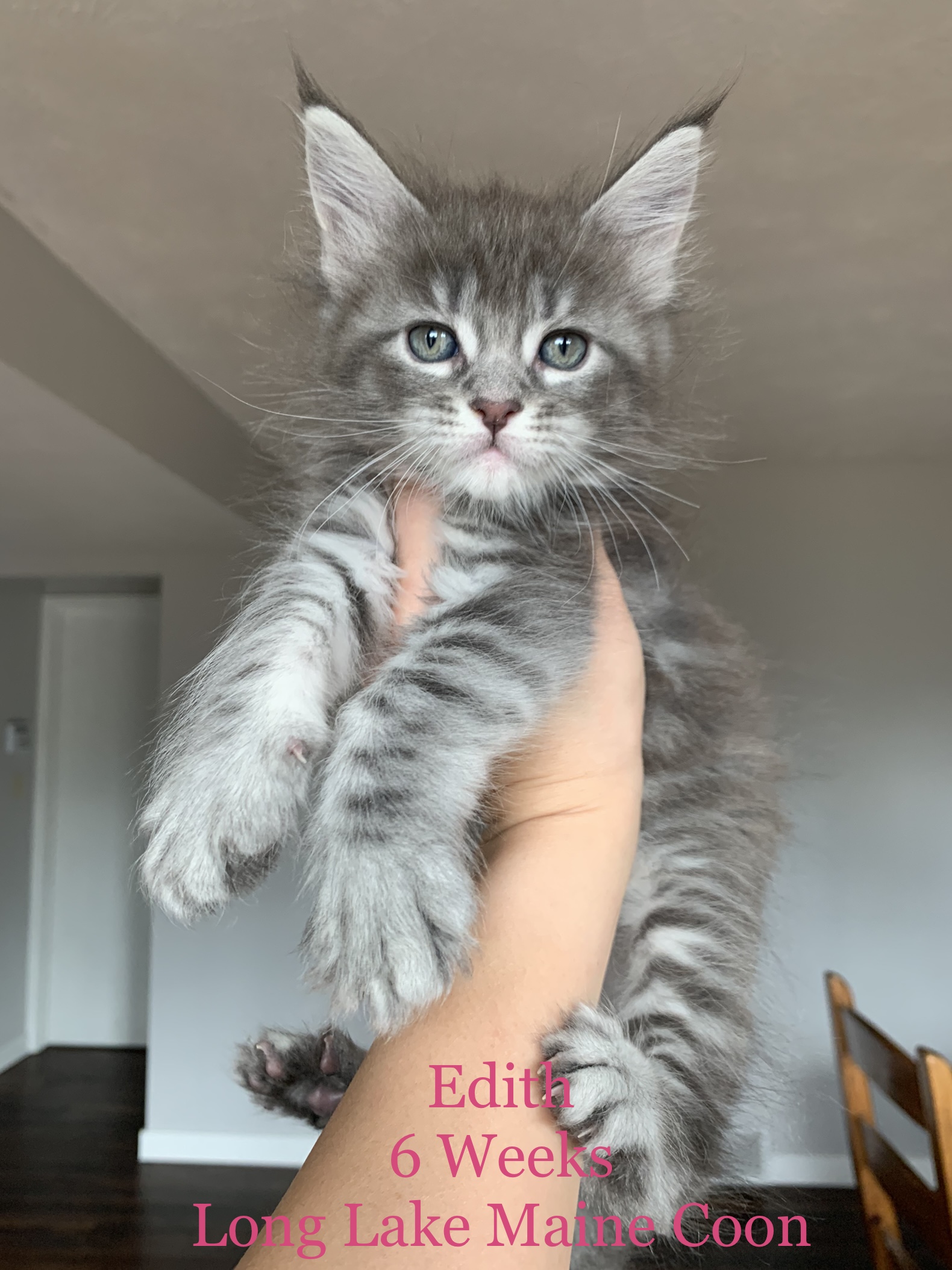 Blue Silver Maine Coon Girl