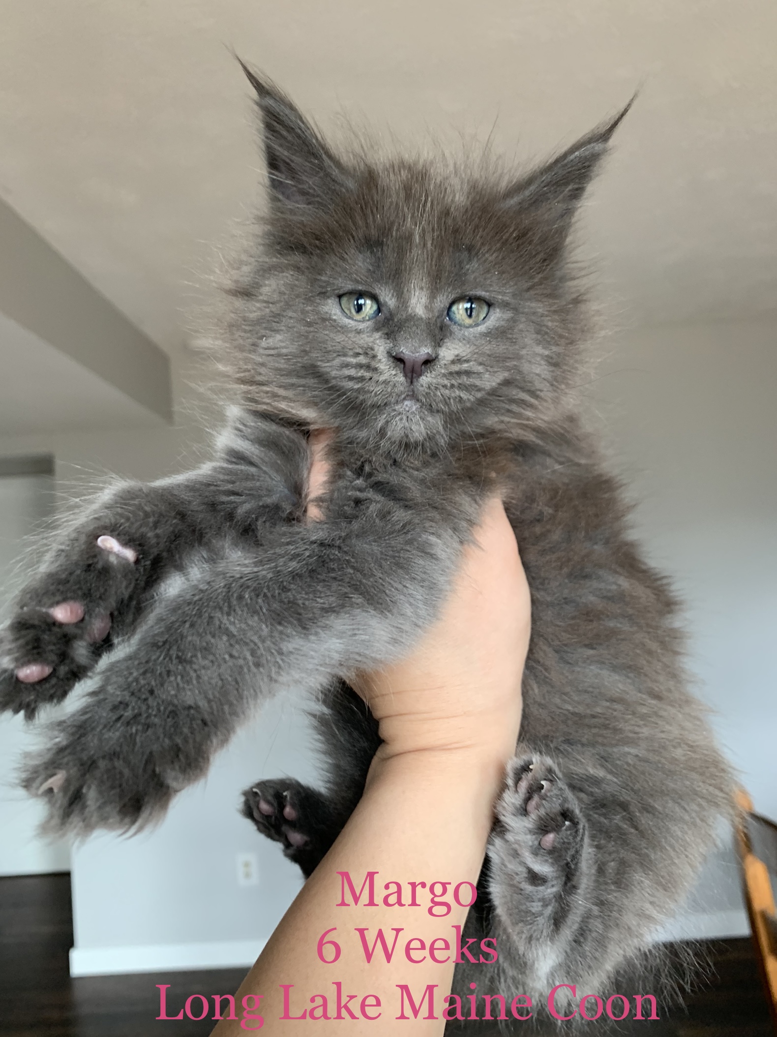 blue maine coon girl
