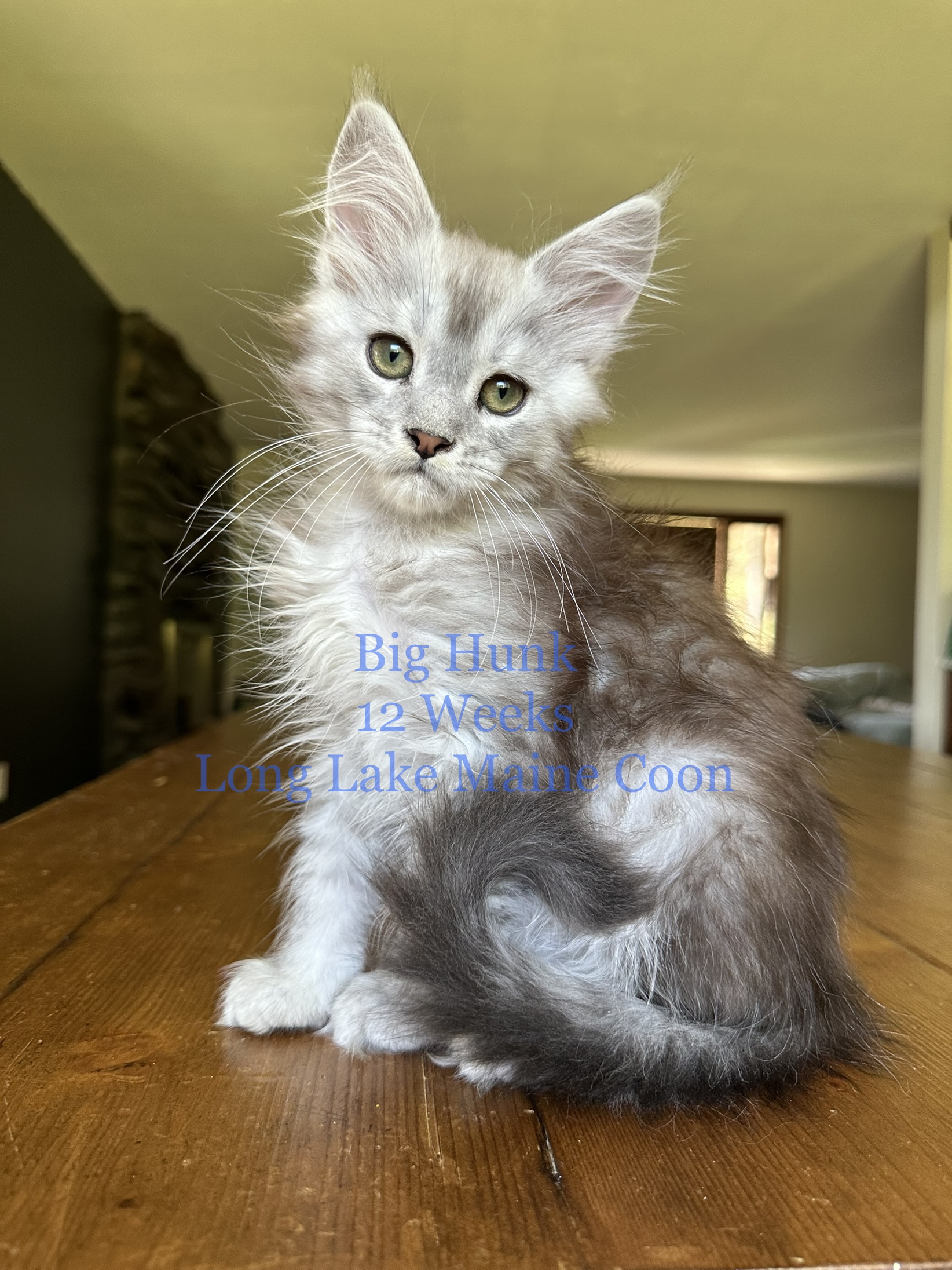 Black High Silver Maine Coon
