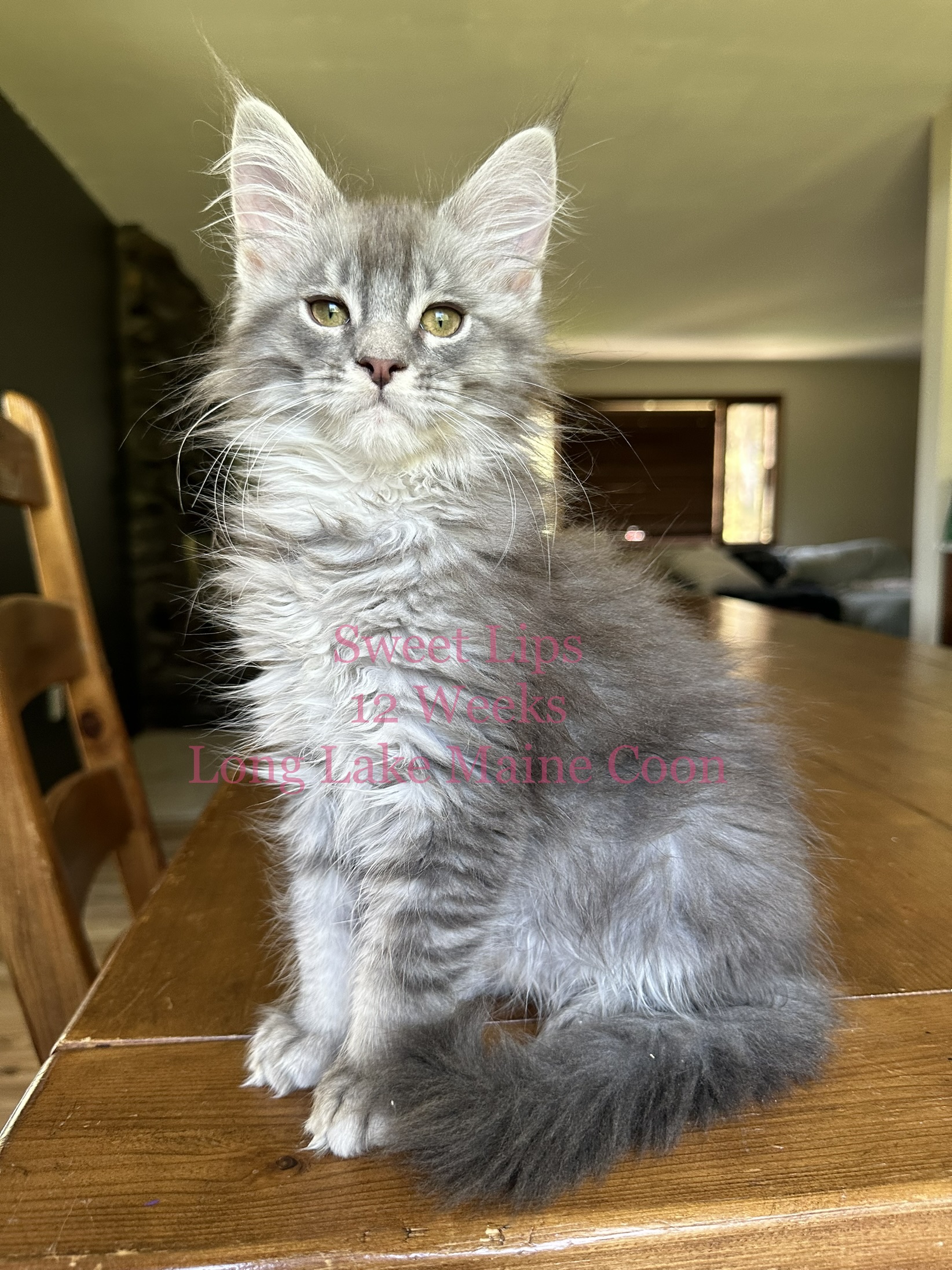 Blue Silver Maine Coon Kitten