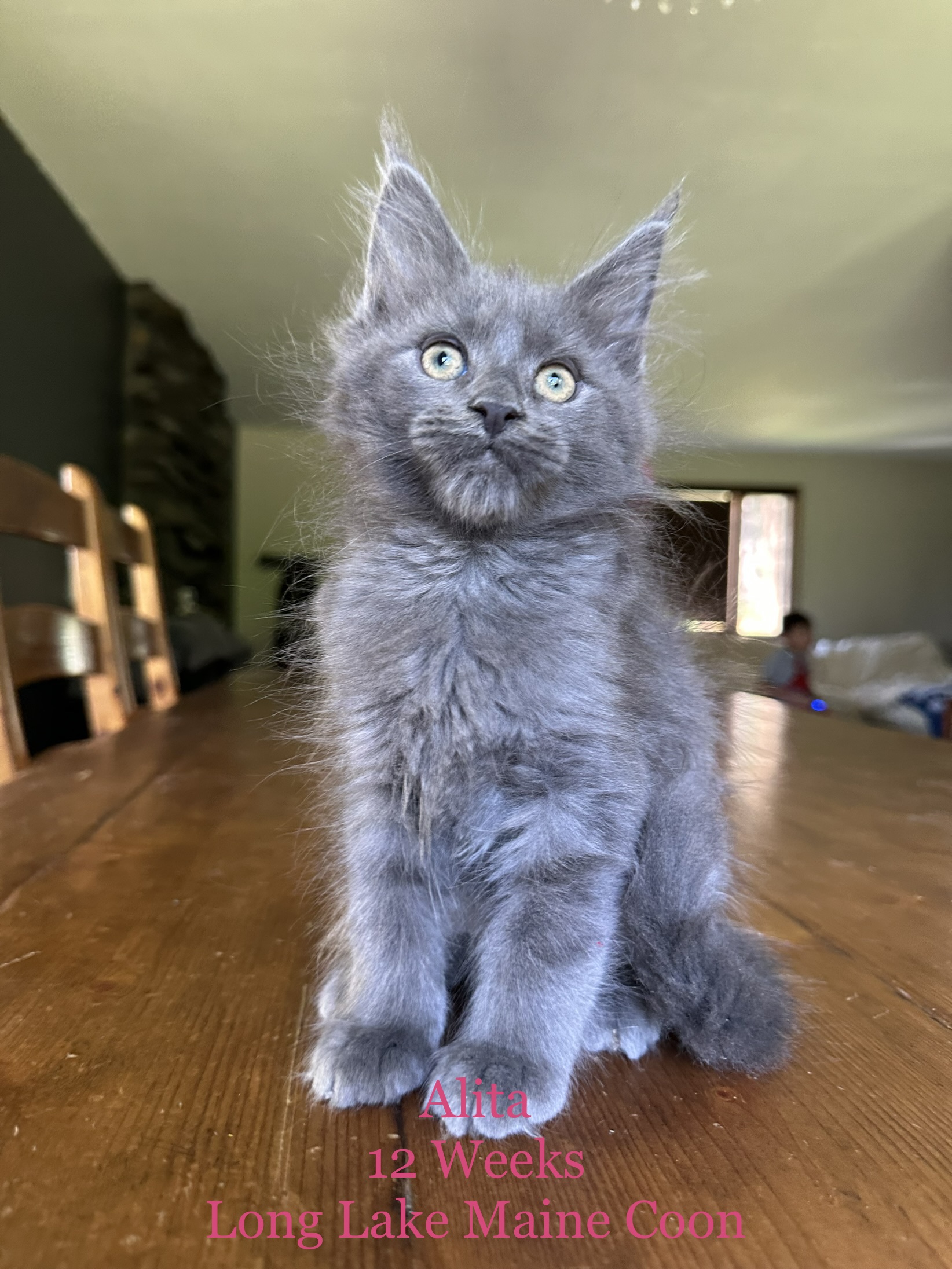 blue maine coon