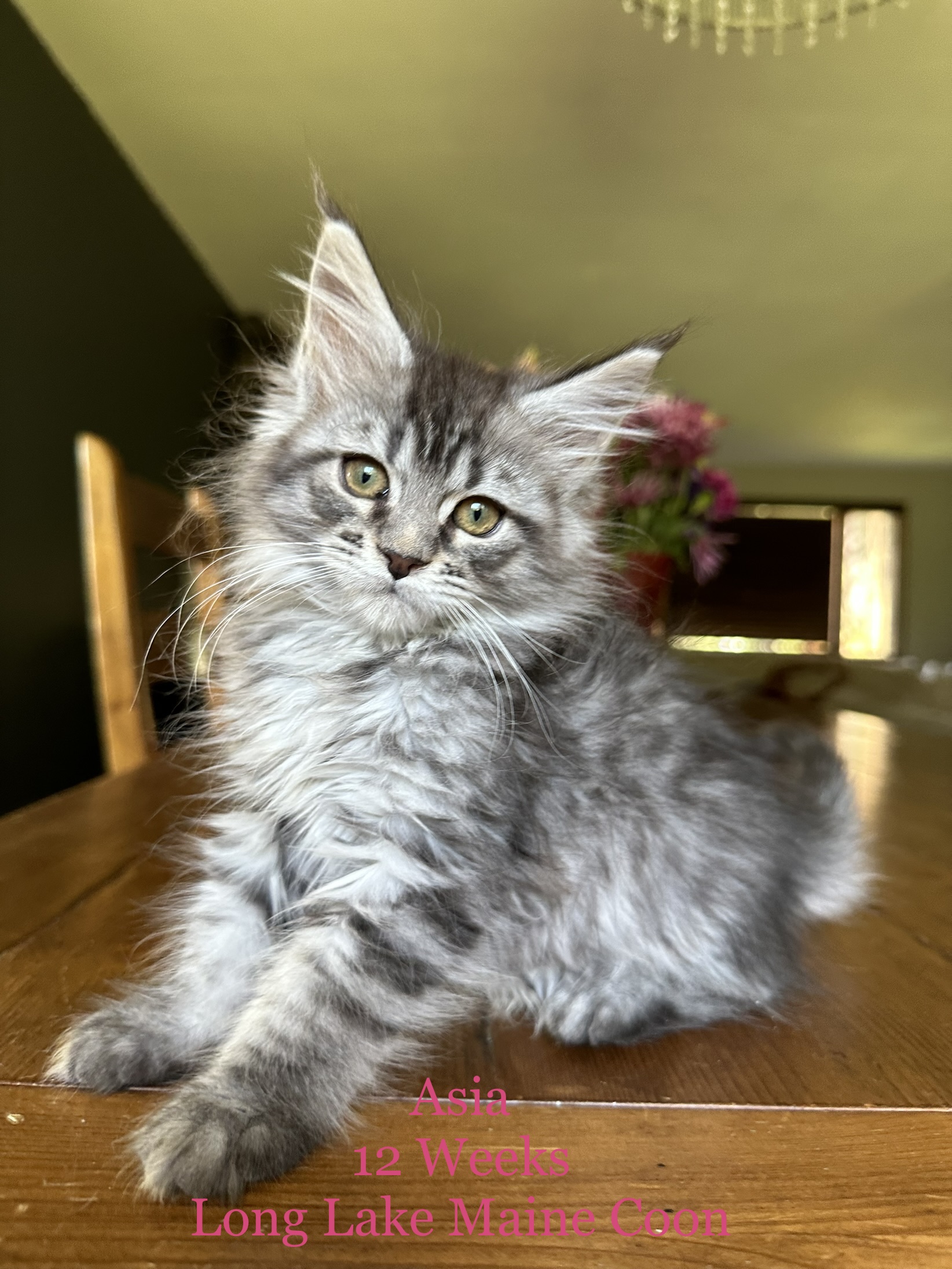black silver tabby maine coon