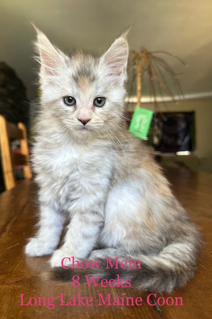 Black silver torbie maine coon