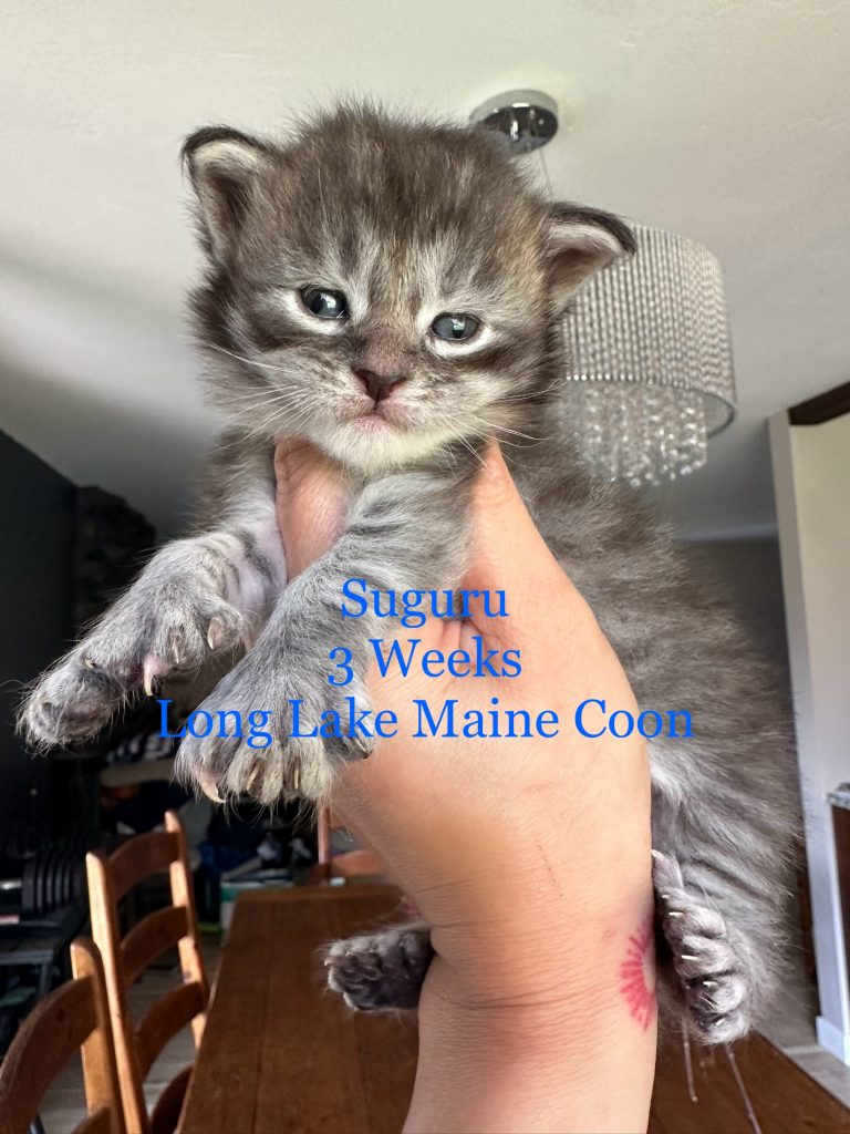 black silver tabby maine coon boy