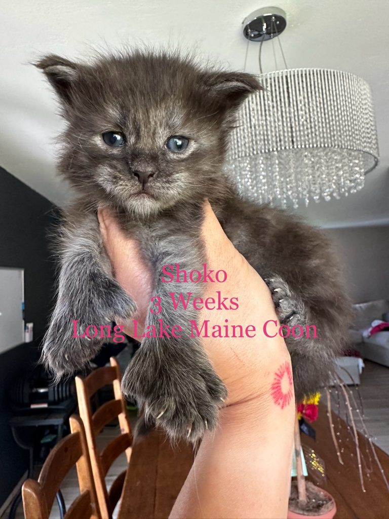 black smoke maine coon girl