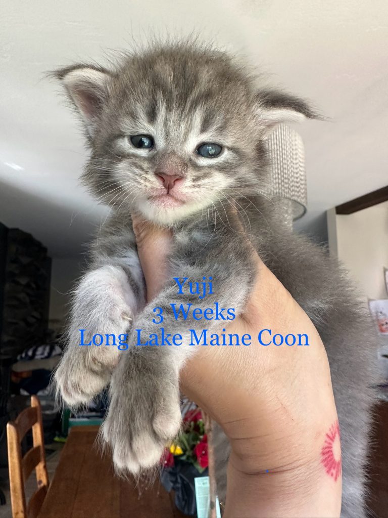 Blue Silver tabby boy